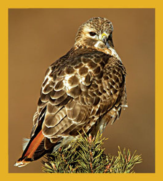 SKU : 06489 - Red-tailed Hawk - Magnetic Bookmark