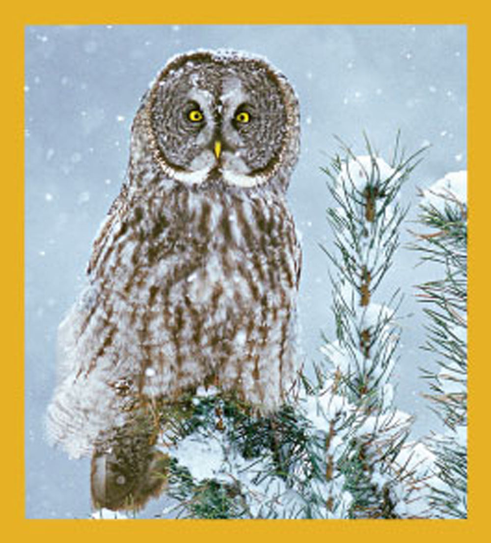 SKU : 06491 - Great Grey Owl - Magnetic Bookmark
