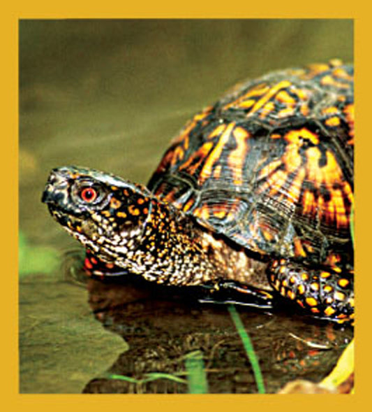 SKU : 06496 - Box Turtle - Magnetic Bookmark