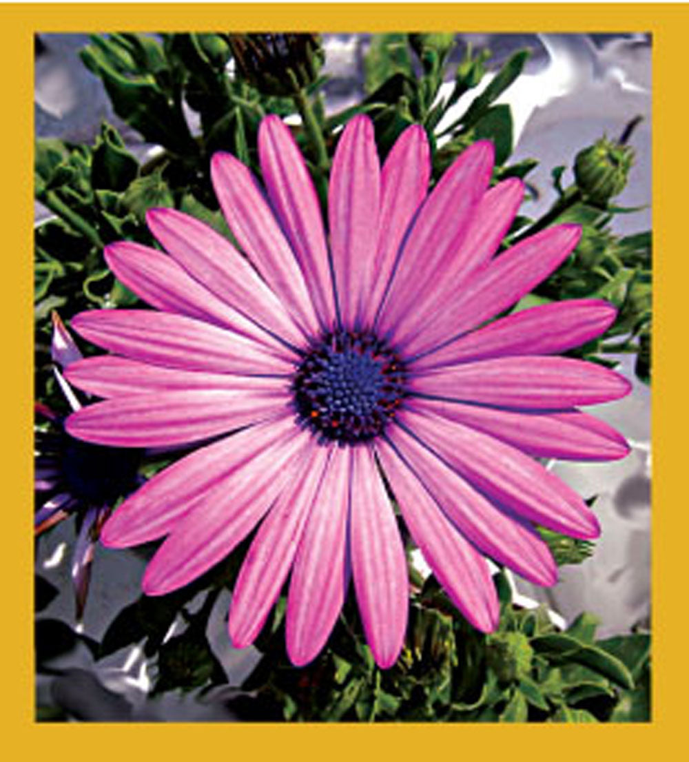 SKU : 06519 - Pink Daisy - Magnetic Bookmark