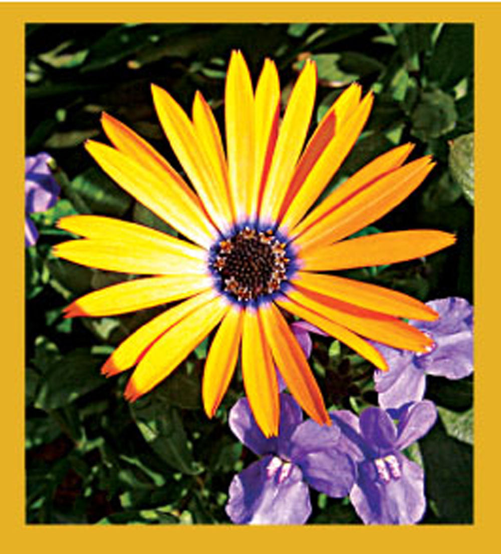SKU : 06520 - Yellow Daisy - Magnetic Bookmark
