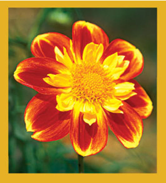 SKU : 06549 - Dahlia - Magnetic Bookmark