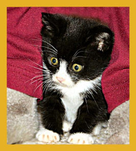 SKU : 06567 - Curious Kitty - Magnetic Bookmark