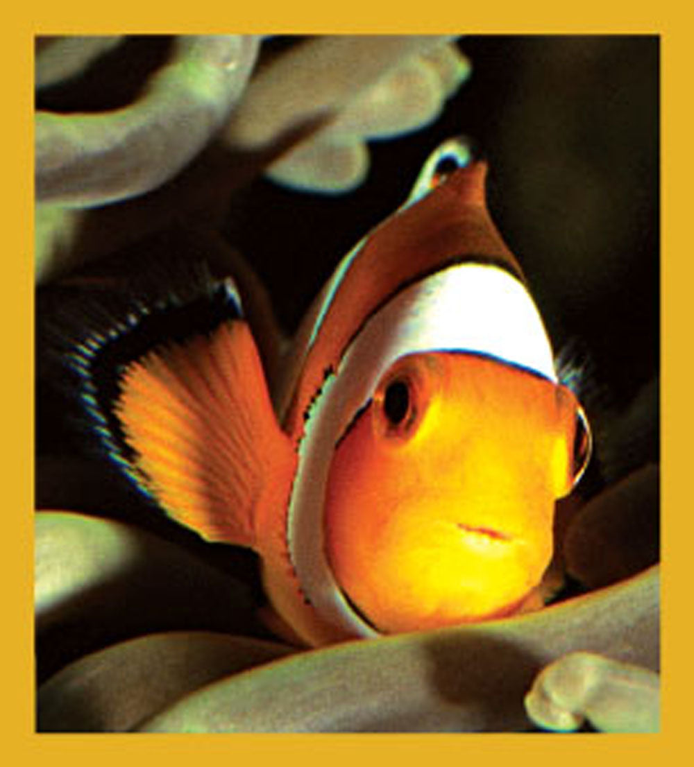 SKU : 06577 - Clownfish - Magnetic Bookmark