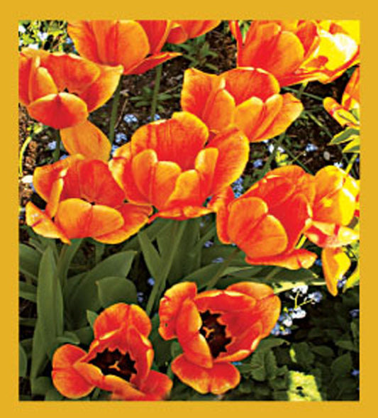 SKU : 06601 - I Love Tulips! - Magnetic Bookmark