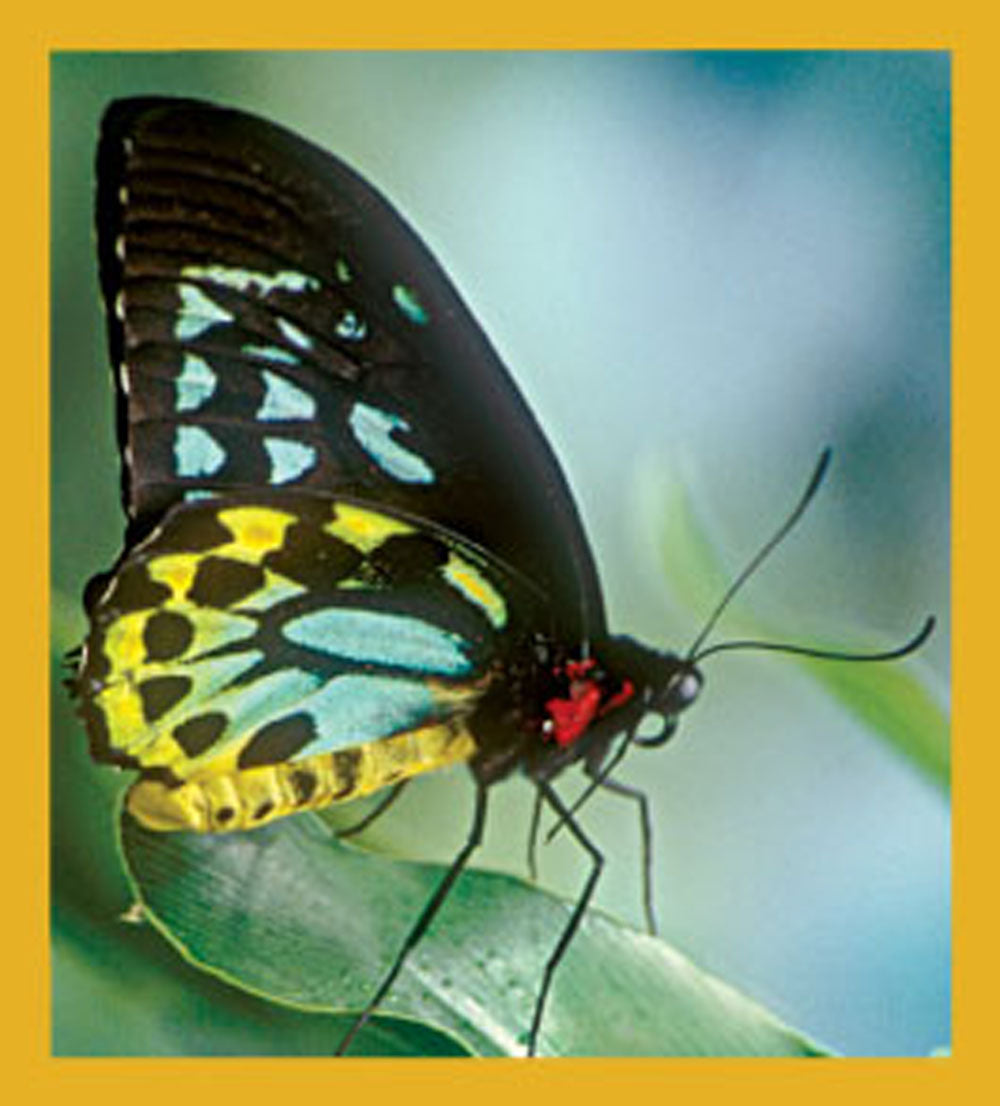 SKU : 06611 - Cairn Birdwing Butterfly - Magnetic Bookmark