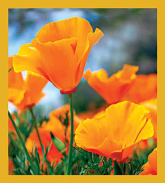 SKU : 06626 - California Poppies - Magnetic Bookmark
