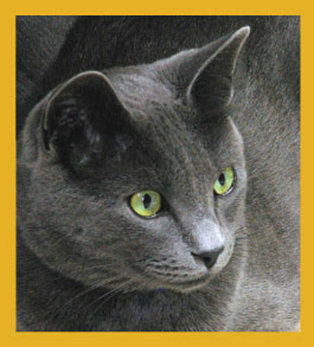 SKU : 06686 - Borris (Russian Blue) - Magnetic Bookmark