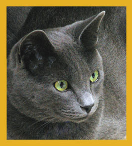 SKU : 06686 - Borris (Russian Blue) - Magnetic Bookmark