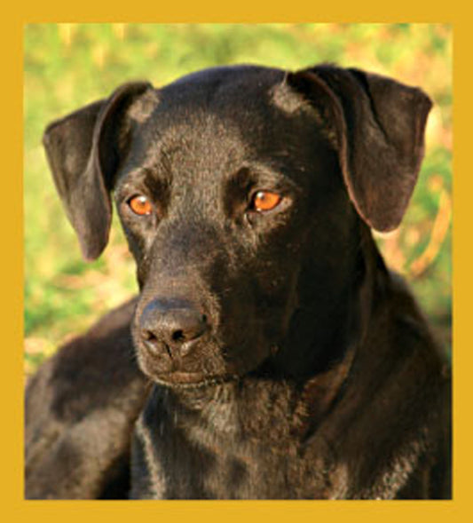 SKU : 06687 - Black Lab - Magnetic Bookmark