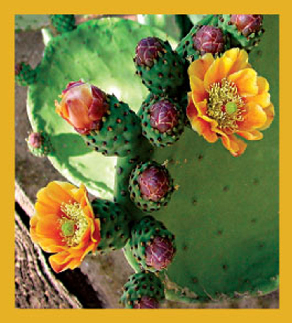 SKU : 06689 - Prickly Pear Cactus Flowers - Magnetic Bookmark