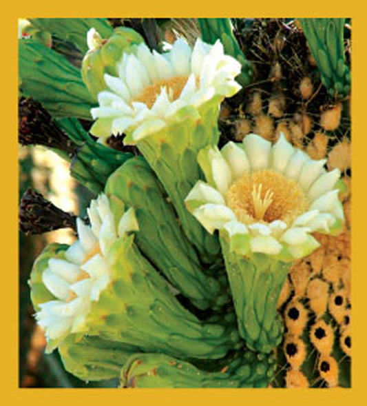 SKU : 06690 - Saguaro Cactus Flowers - Magnetic Bookmark