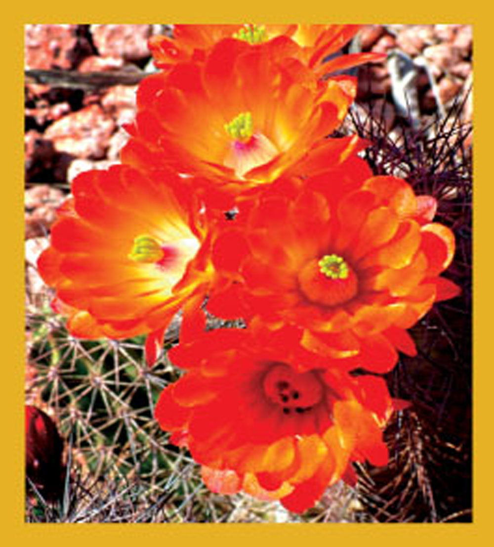 SKU : 06691 - Hedgehog Cactus Flowers - Magnetic Bookmark