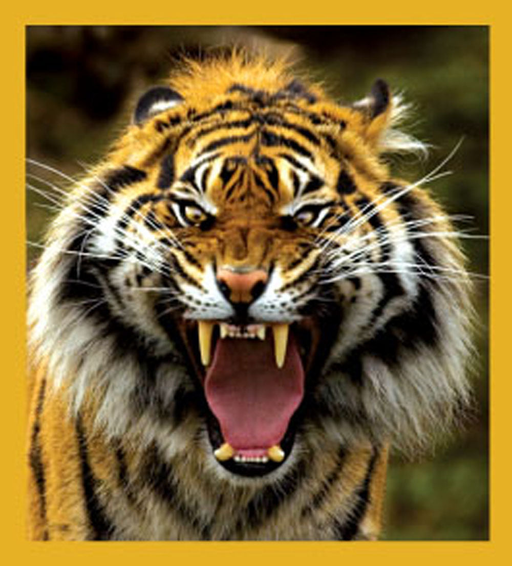 SKU : 06696 - Eyes of The Tiger! - Magnetic Bookmark