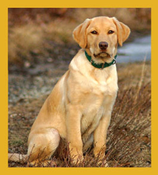 SKU : 06698 - Yellow Lab - Magnetic Bookmark
