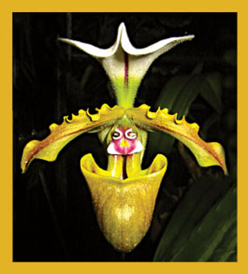 SKU : 06753 - Orchid (Paphiopedilum Spicerianum) - Magnetic Bookmark