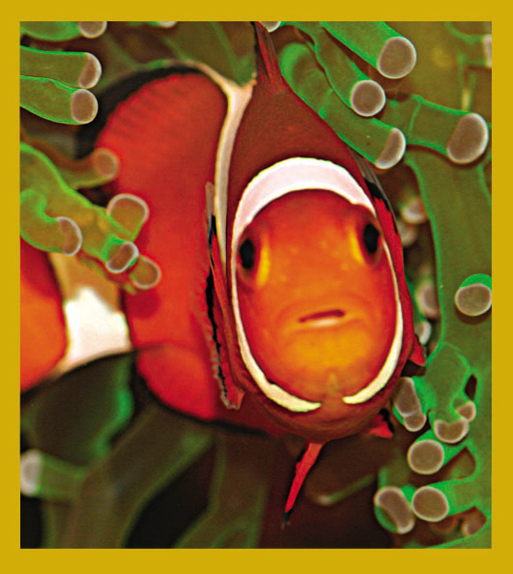 SKU : 06763 - Clownfish & Anemone - Magnetic Bookmark