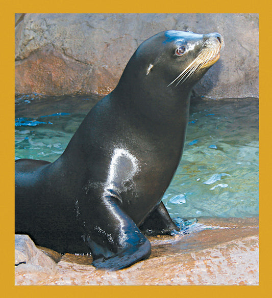 SKU : 06843 - Sea Lion - Magnetic Bookmark