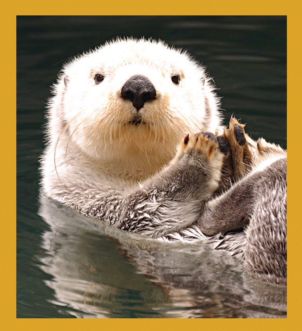 SKU : 06844 - Sea Otter - Magnetic Bookmark