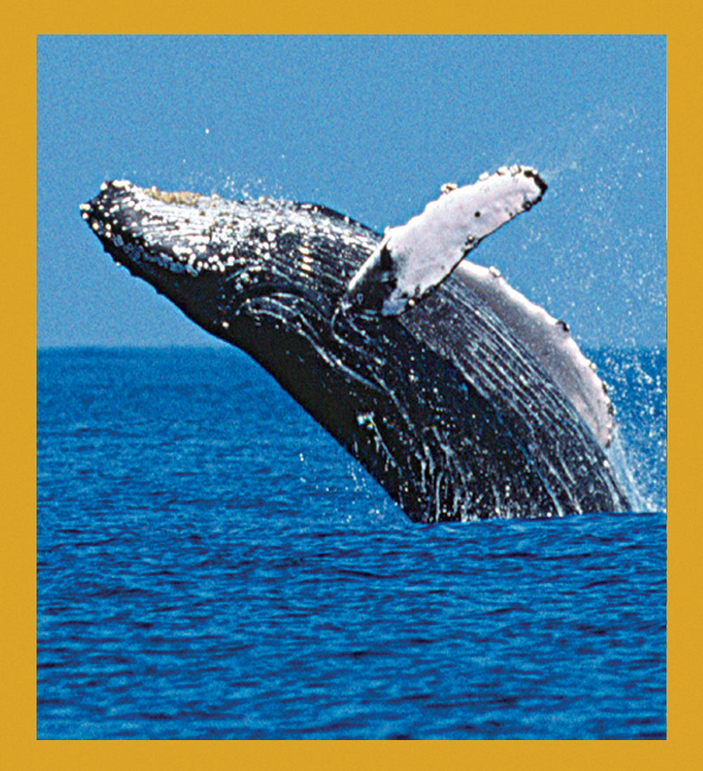 SKU : 06860 - Whale Breaching - Magnetic Bookmark