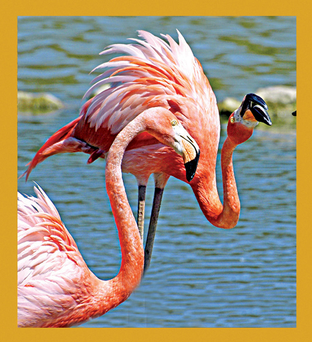 SKU : 06864 - Flamingos - Magnetic Bookmark