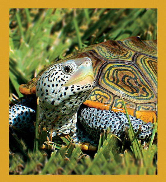 SKU : 06867 - Centrata Diamondback Terrapin - Magnetic Bookmark