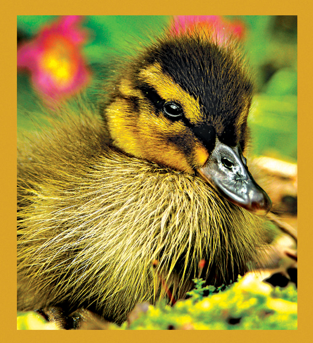 SKU : 06870 - Duckling - Magnetic Bookmark