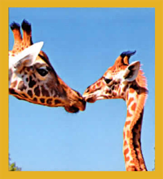 SKU : 06872 - Giraffes - Magnetic Bookmark