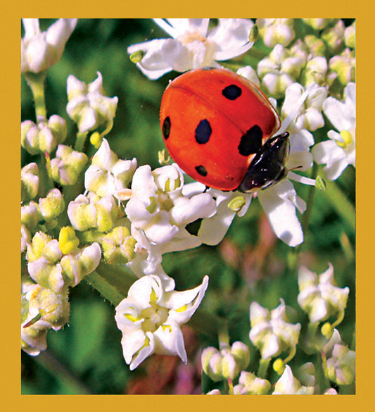 SKU : 06875 - Ladybug - Magnetic Bookmark