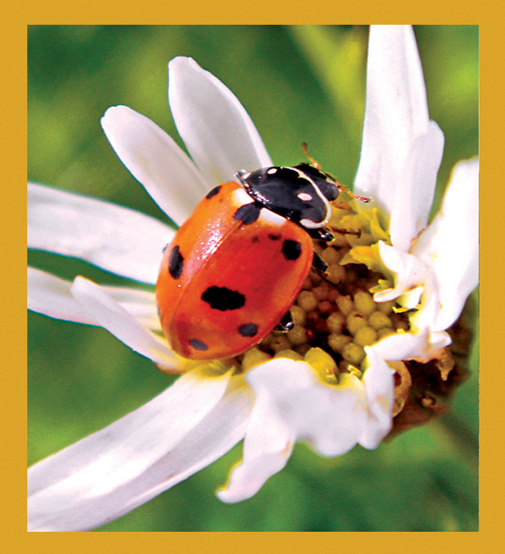 SKU : 06876 - Ladybug on Daisy - Magnetic Bookmark