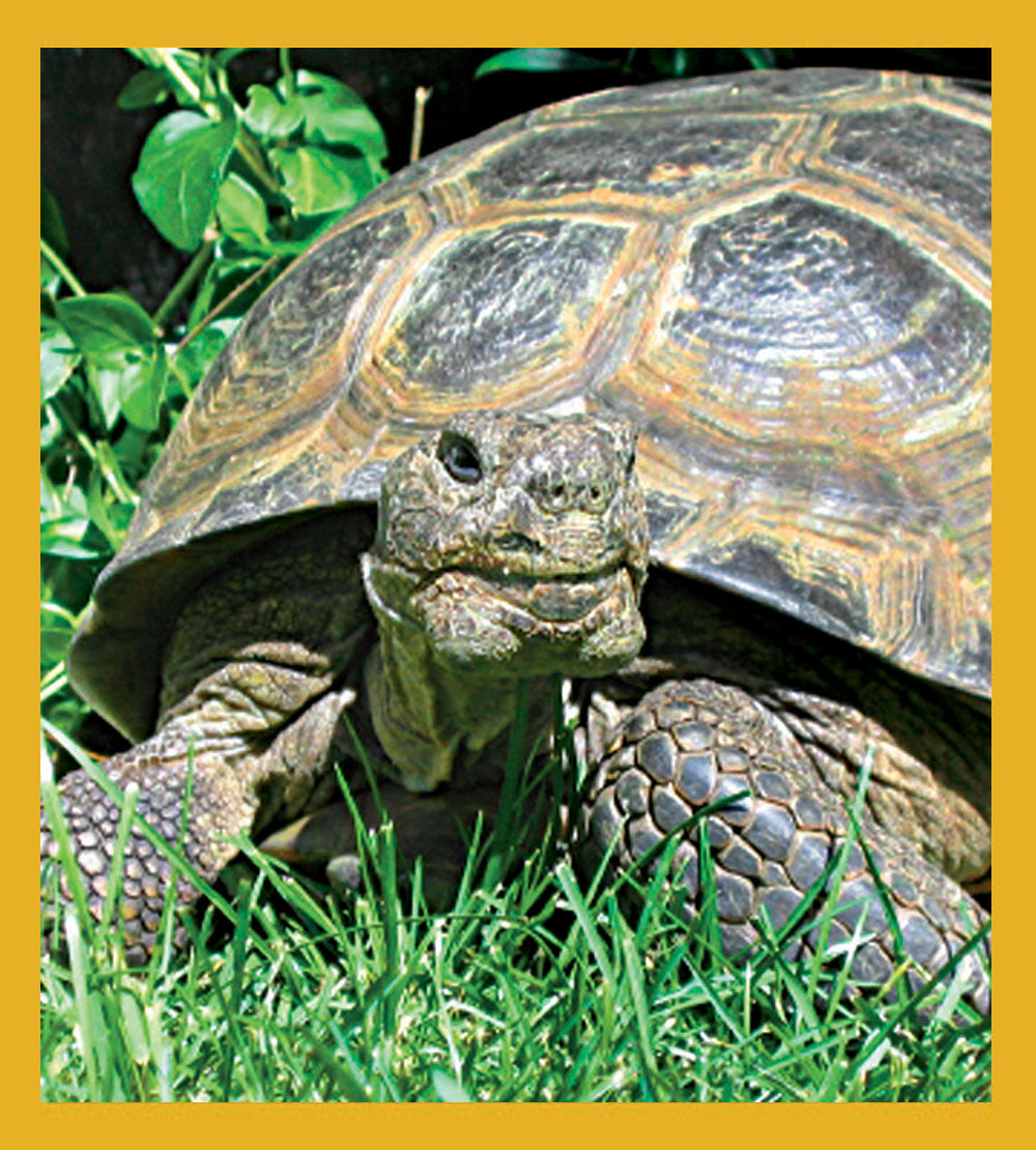 SKU : 06928 - Desert Turtle - Magnetic Bookmark