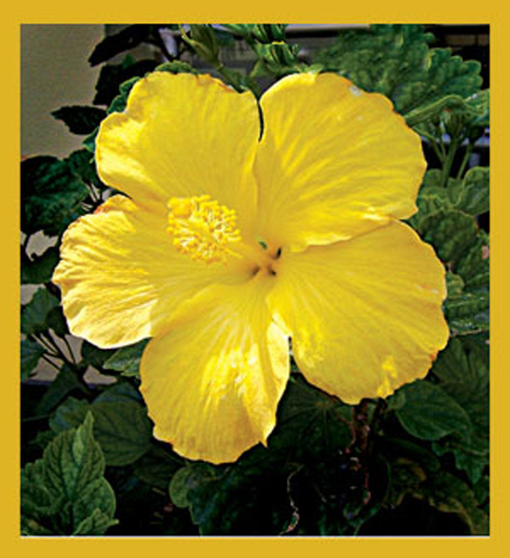SKU : 07052 - Yellow Hibiscus - Magnetic Bookmark
