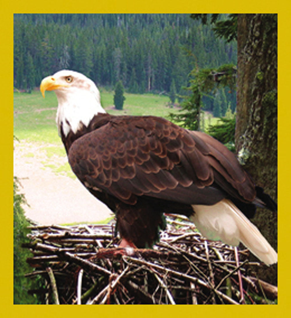 SKU : 07084 - Eagle Nesting - Magnetic Bookmark