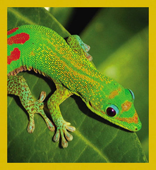 SKU : 07087 - Gecko - Magnetic Bookmark