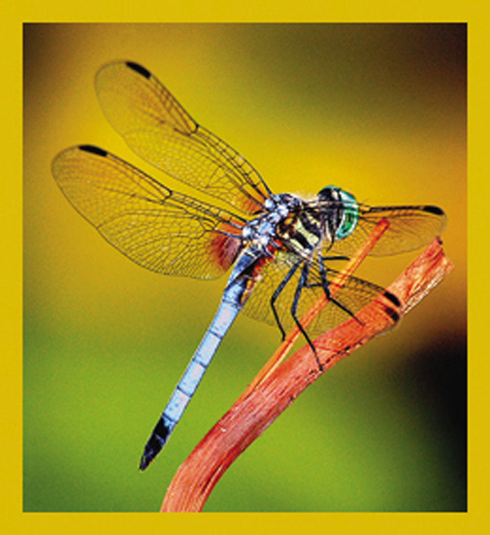 SKU : 07088 - Dragonfly - Magnetic Bookmark