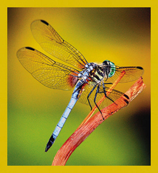 SKU : 07088 - Dragonfly - Magnetic Bookmark