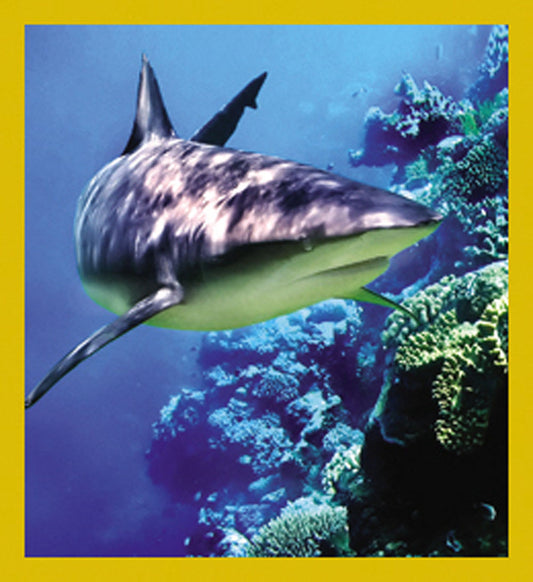 SKU : 07103 - Shark - Magnetic Bookmark
