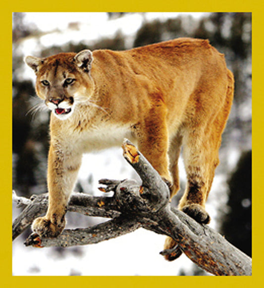 SKU : 07112 - Mountain Lion - Magnetic Bookmark