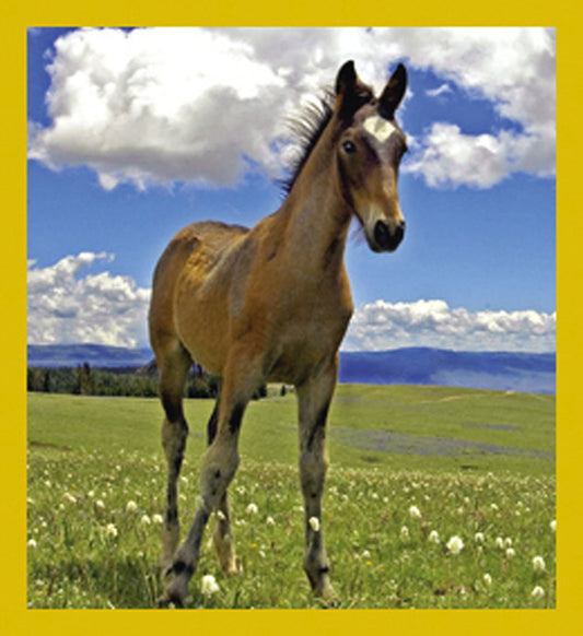 SKU : 07148 - Wild Mustang - Magnetic Bookmark