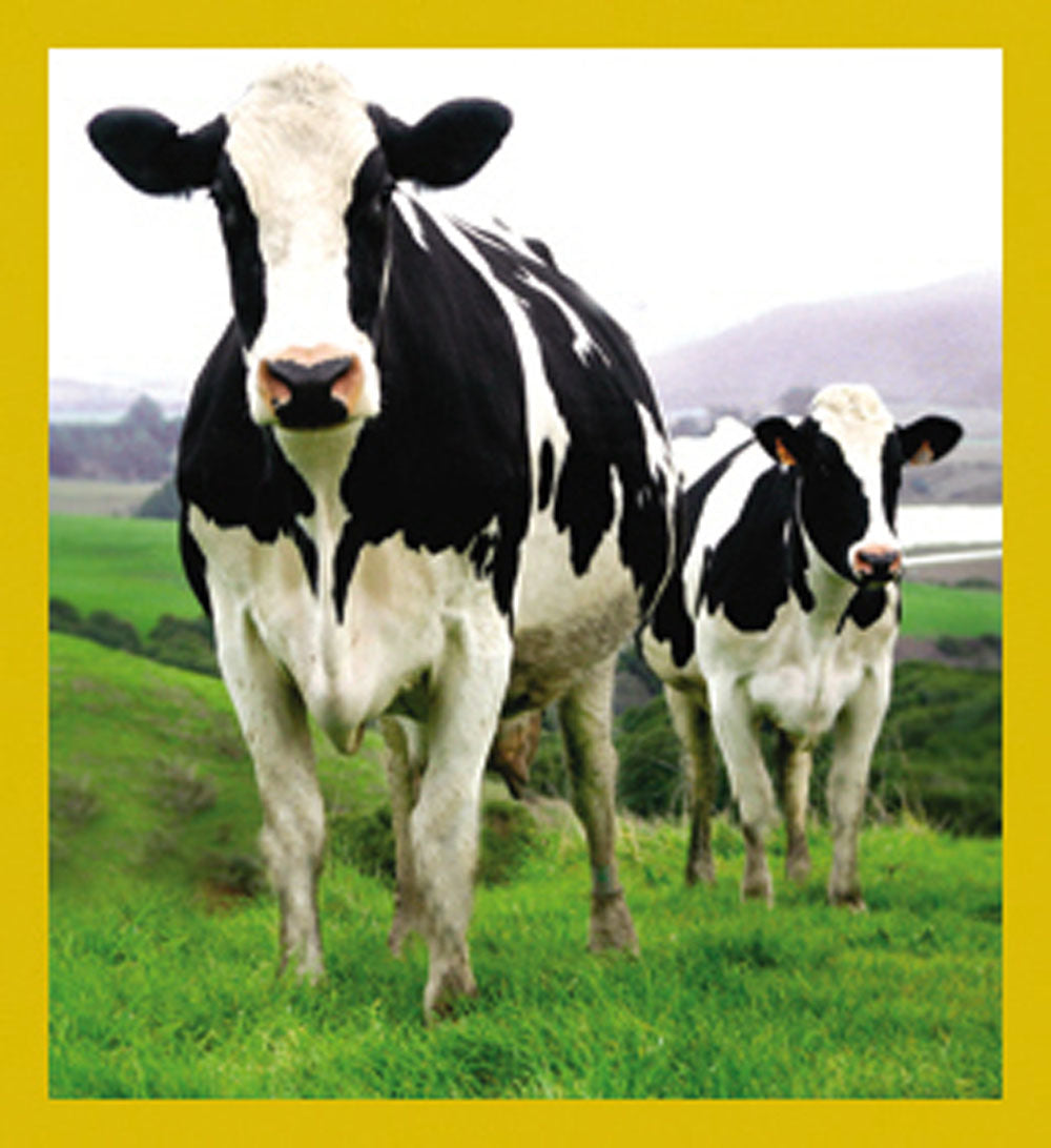 SKU : 07151 - Holstein Cows - Magnetic Bookmark