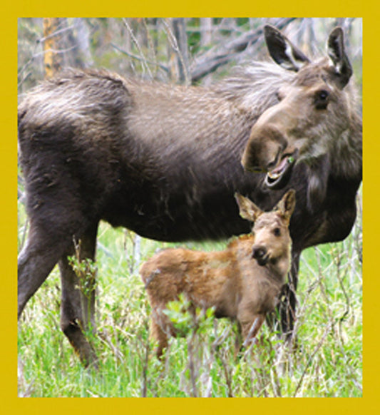 SKU : 07152 - Moose with Calf - Magnetic Bookmark