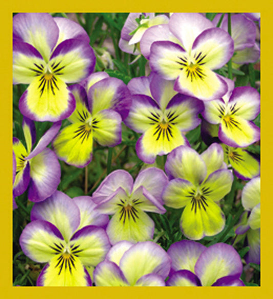 SKU : 07153 - Happy Pansies - Magnetic Bookmark