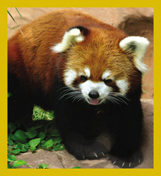 SKU : 07154 - Red Panda - Magnetic Bookmark