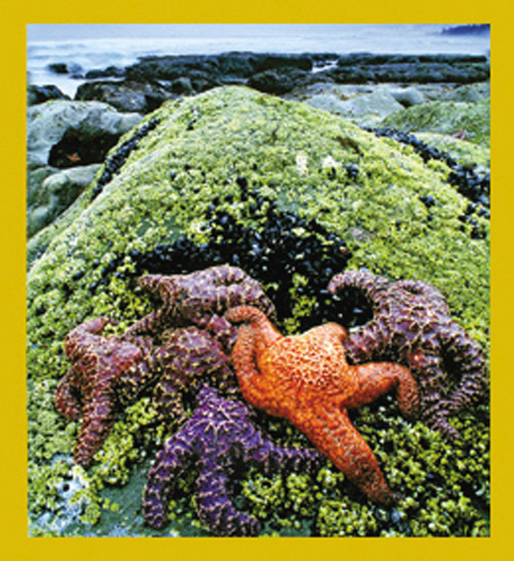 SKU : 07245 - Colorful Starfish - Magnetic Bookmark