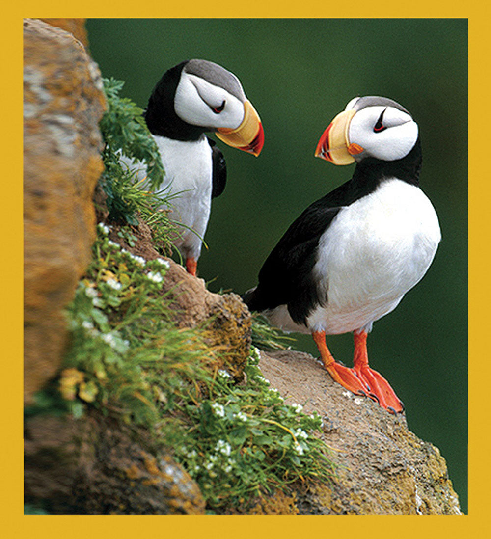 SKU : 07315 - Puffins Ledge - Magnetic Bookmark