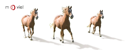 SKU : 16341 - Horses - Clear Motion Bookmark