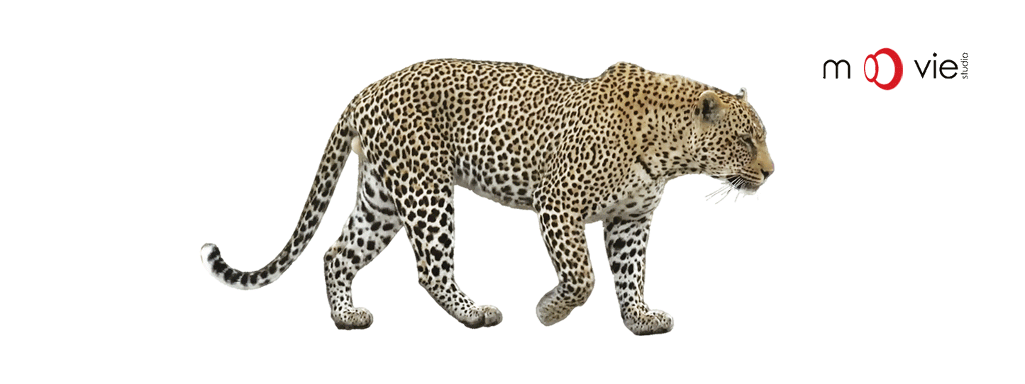 SKU : 16345 - Leopard- Clear Motion Bookmark