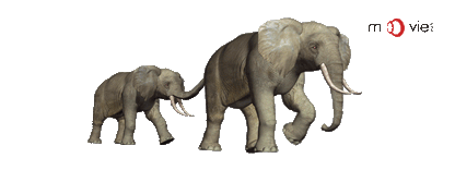 SKU : 16349 - Elephants- Clear Motion Bookmark