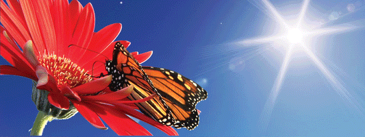 SKU : 16350 - Butterfly - Motion Bookmark