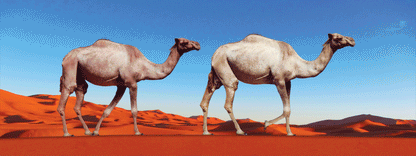 SKU : 16351 - Camels - Motion Bookmark